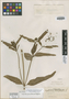 Euphorbia pernambucensis Mayfield, BRAZIL, B. J. Pickel 2743, Isotype, F