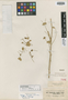Euphorbia hebecarpa Boiss., Iran, K. G. T. Kotschy 567, Isotype, F