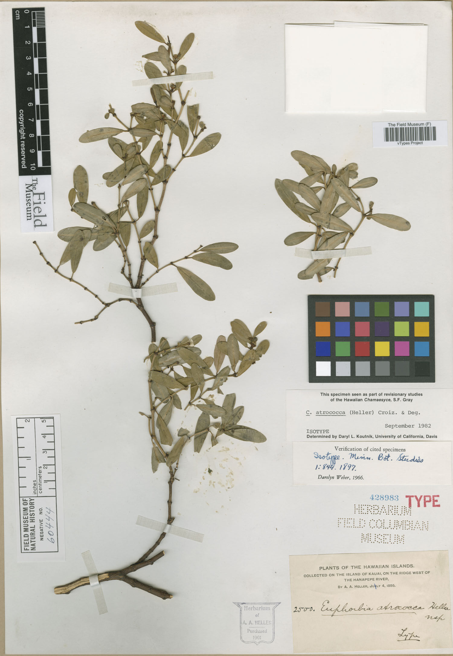 Euphorbia atrococca image