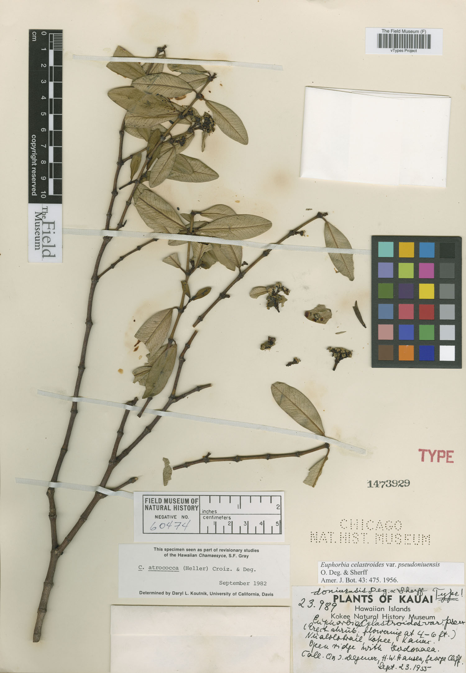 Euphorbia celastroides var. pseudoniuensis image