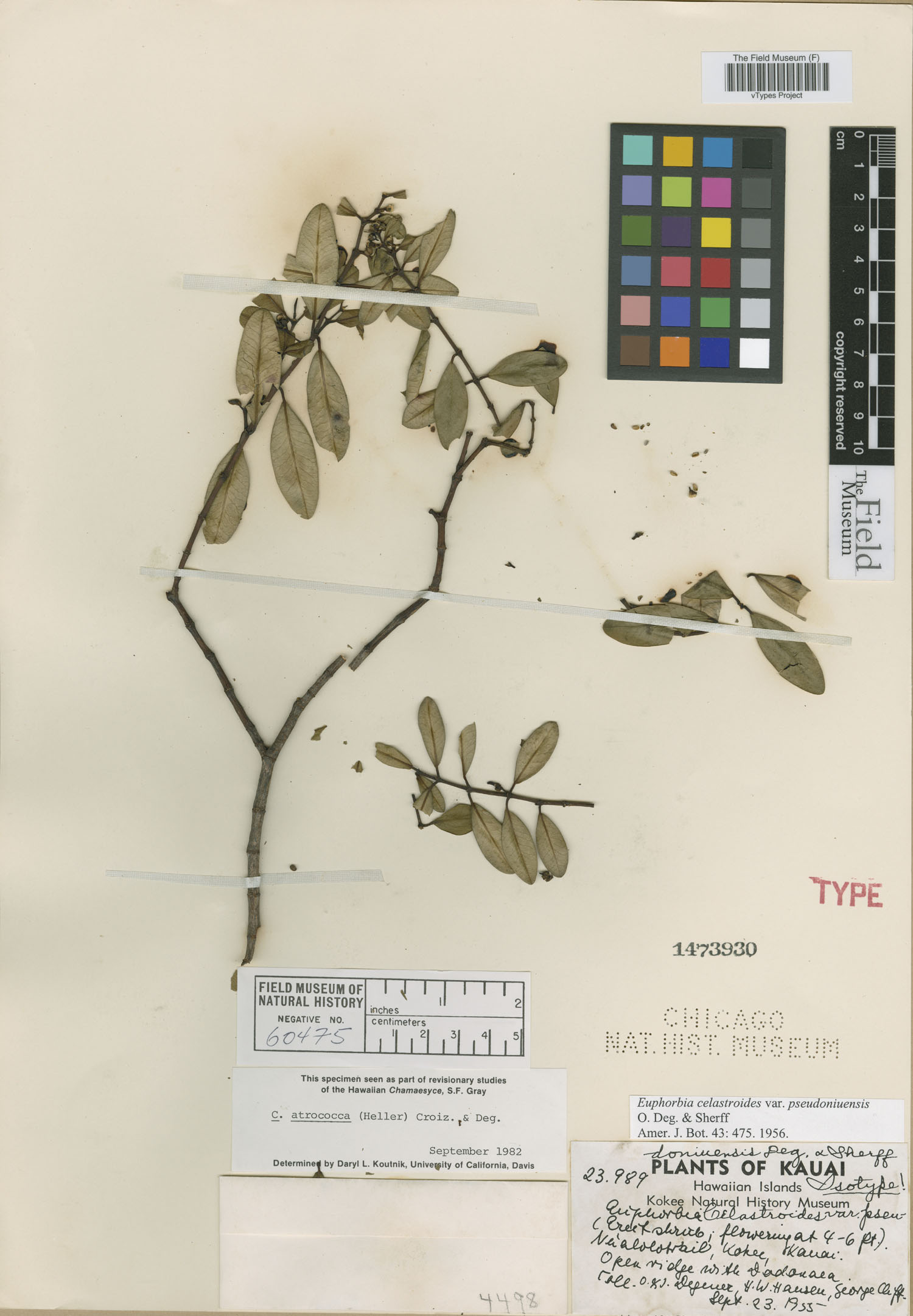 Euphorbia celastroides var. pseudoniuensis image