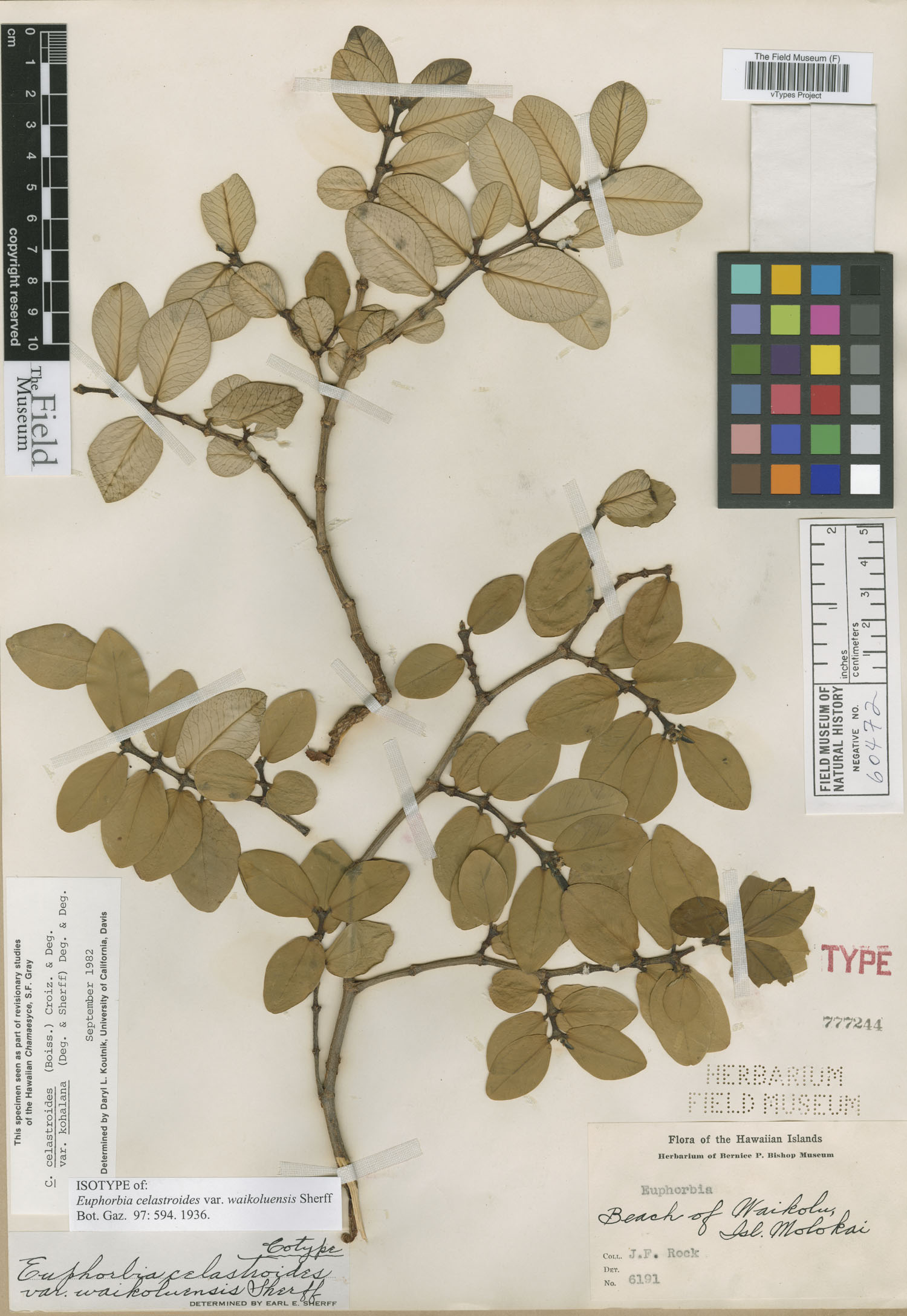 Euphorbia celastroides var. waikoluensis image