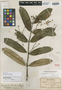 Euphorbia forbesii image