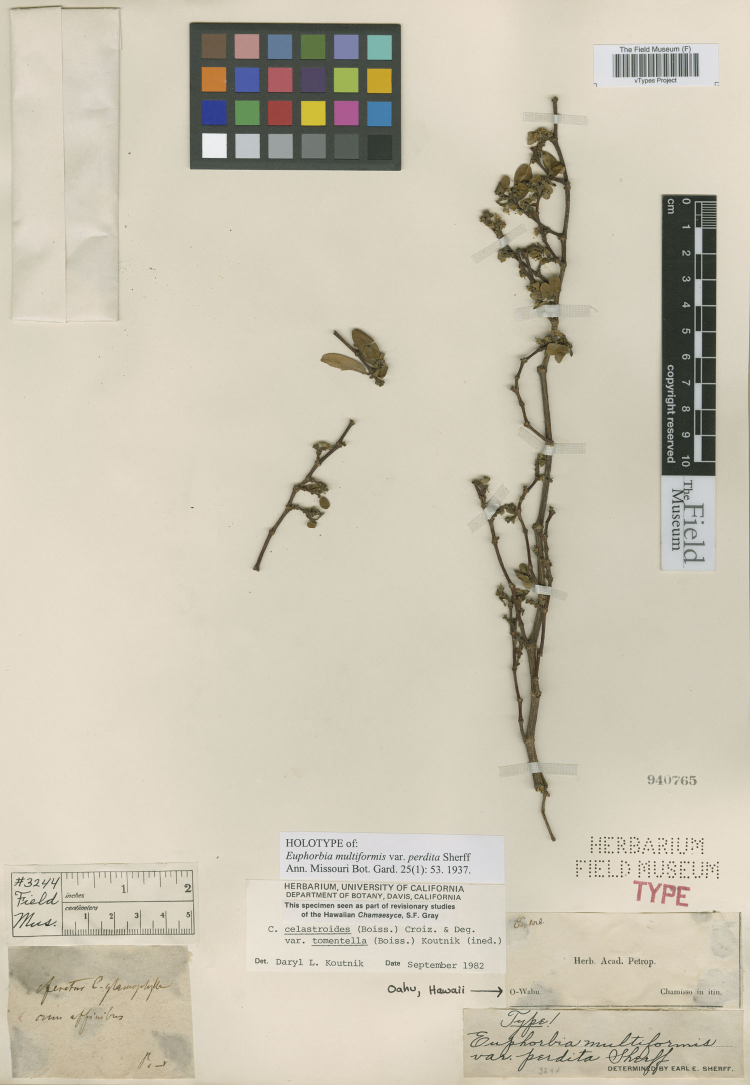 Euphorbia multiformis var. perdita image