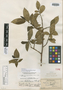 Euphorbia remyi var. kalihiana Sherff, U.S.A., C. N. Forbes 10K, Isotype, F