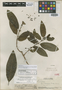 Euphorbia remyi var. kauaiensis image