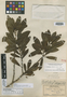 Euphorbia remyi var. molesta image