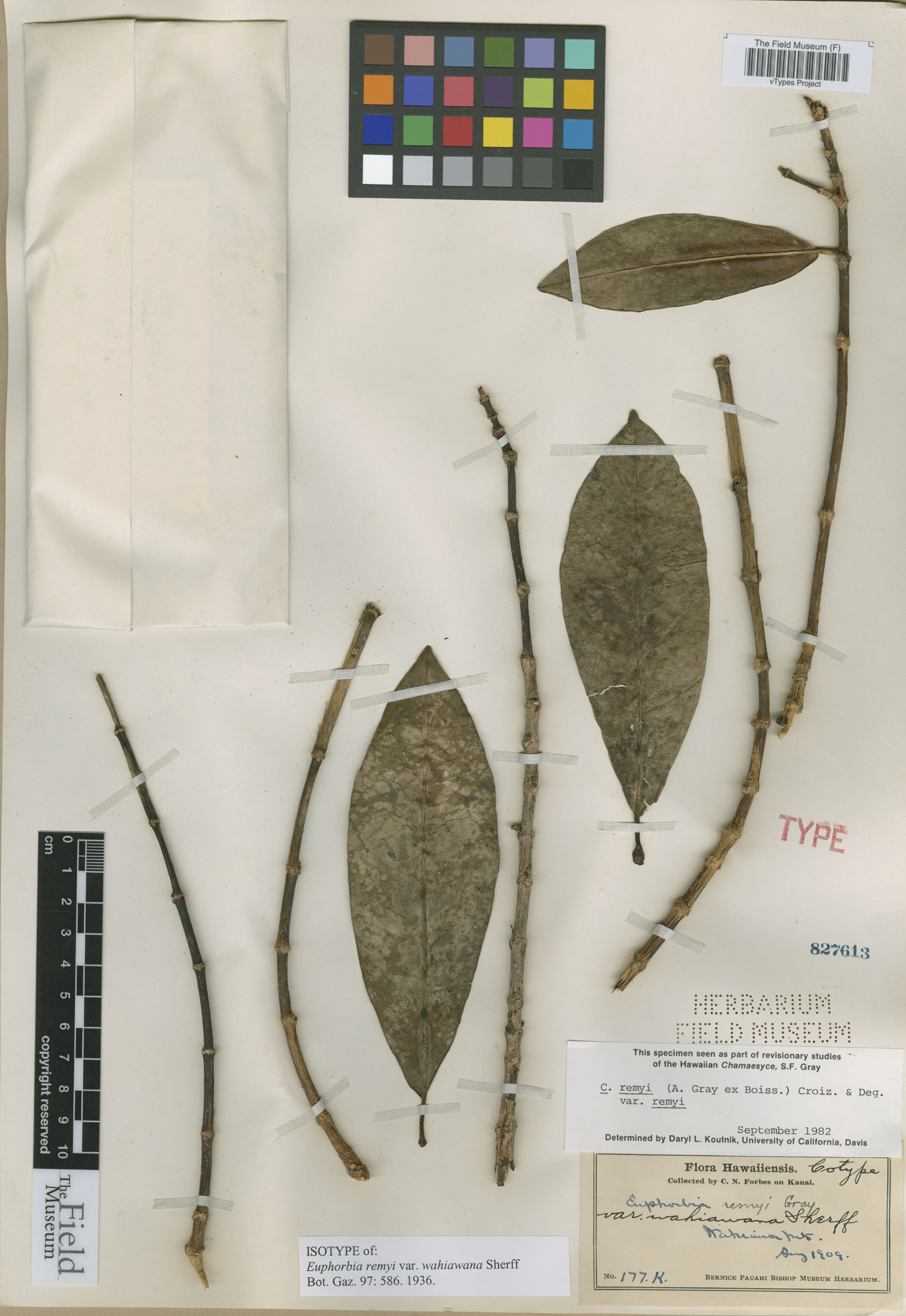 Euphorbia remyi var. wahiawana image