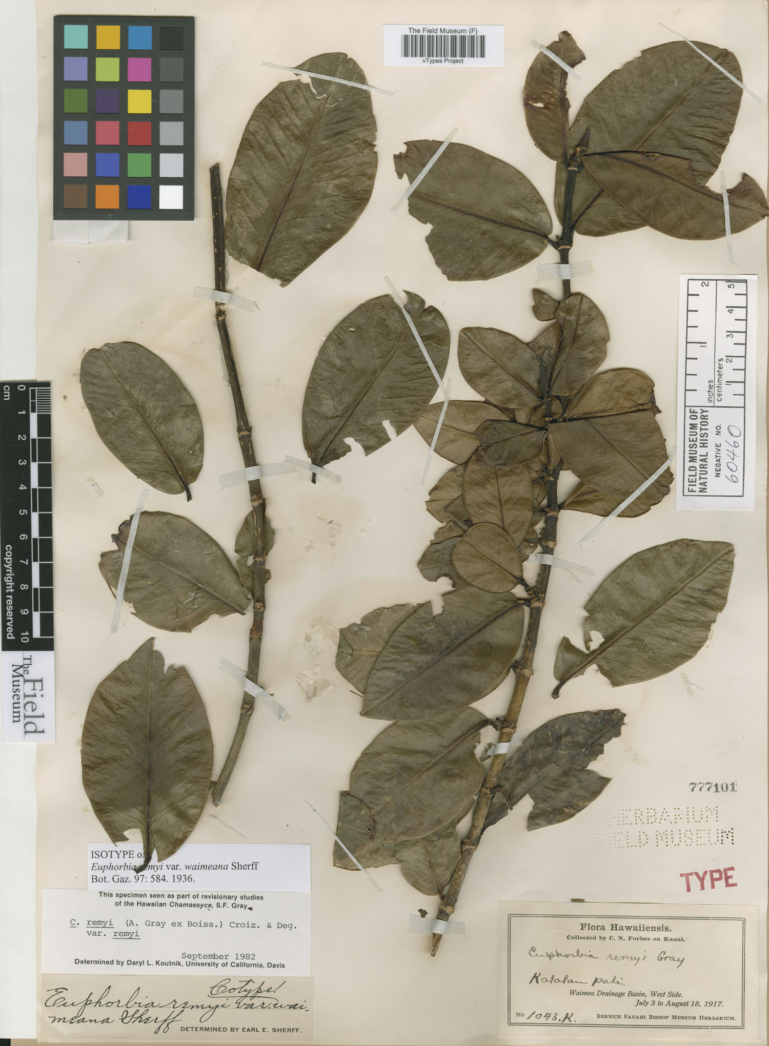 Euphorbia remyi var. waimeana image