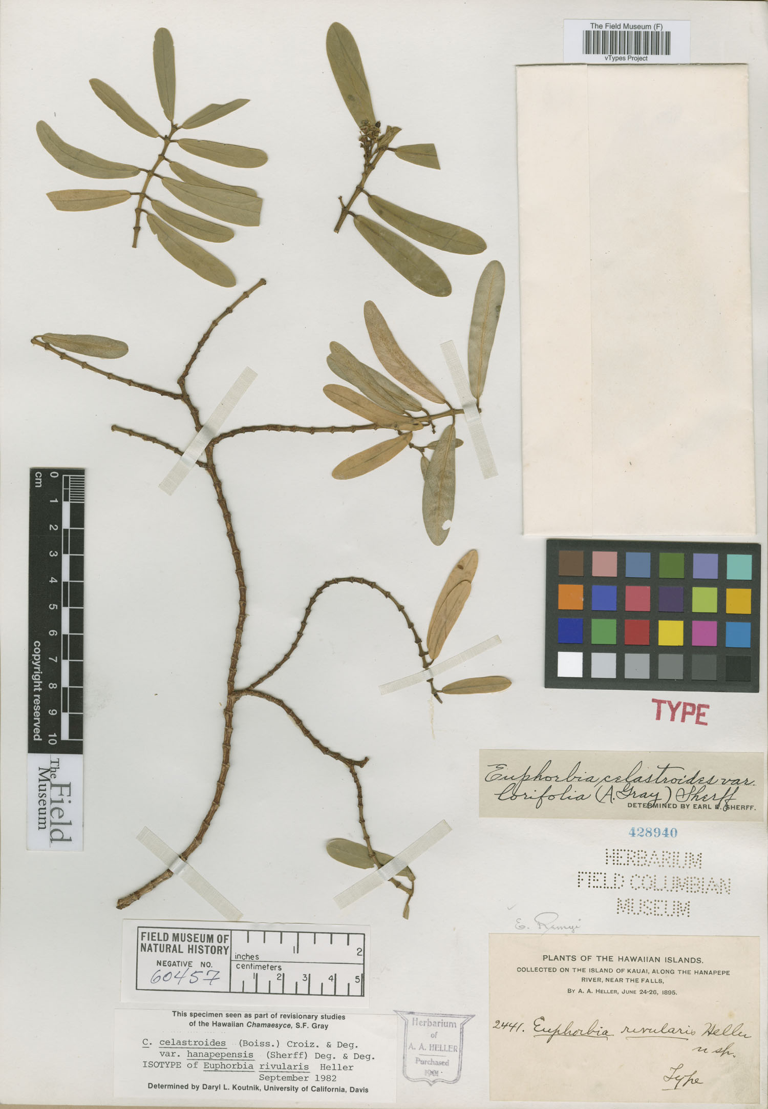Euphorbia rivularis image