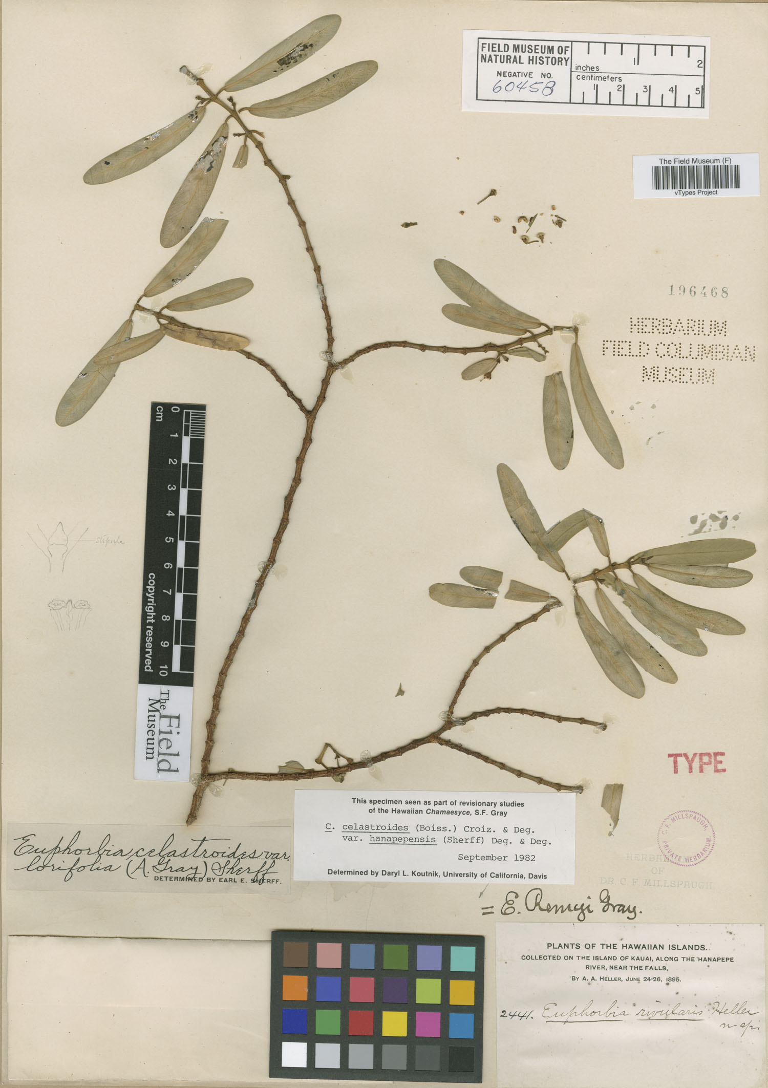 Euphorbia rivularis image