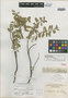 Euphorbia sparsiflora image
