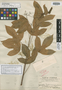 Jatropha hernandiifolia var. portoricensis image