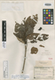 Macaranga insularis Schltr., NEW CALEDONIA, F. R. R. Schlechter 15026, Isotype, F