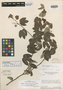Manihot violacea subsp. recurvata D. J. Rogers & Appan, BRAZIL, H. S. Irwin 11202, Isotype, F