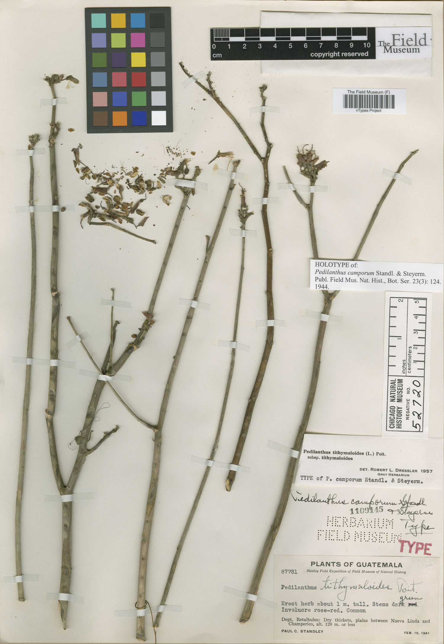Euphorbia tithymaloides subsp. tithymaloides image