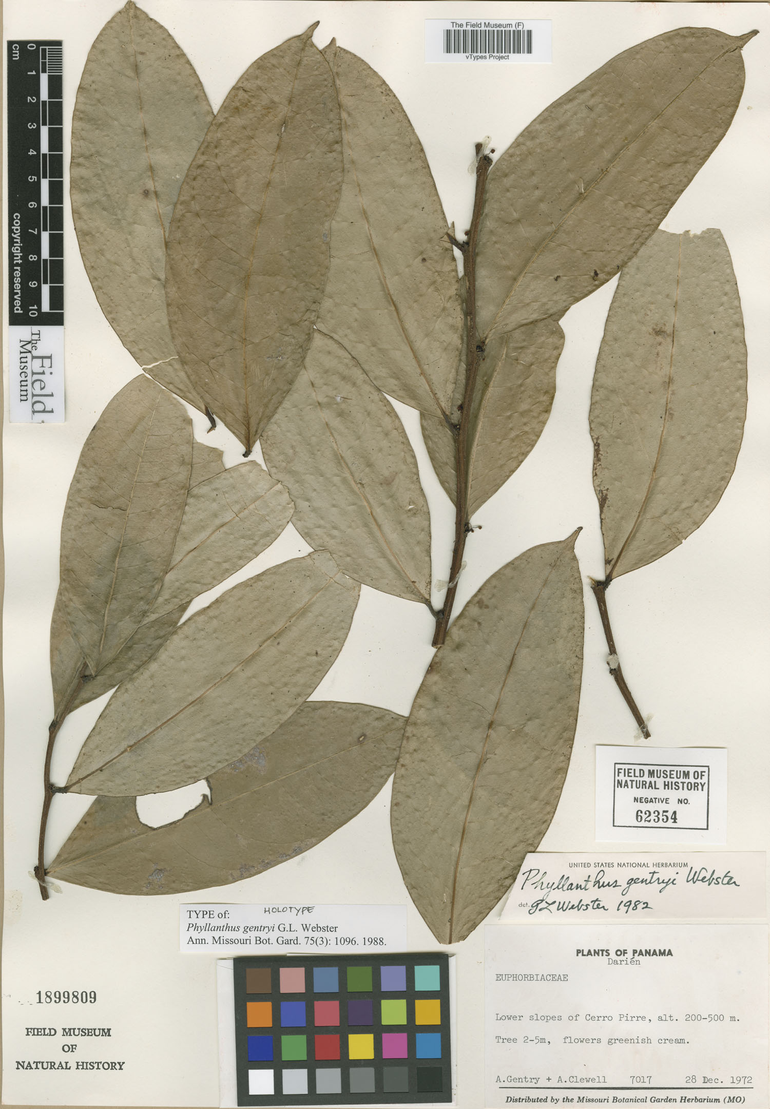 Phyllanthus gentryi image