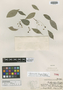 Phyllanthus longipes image