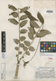 Phyllanthus minarum image