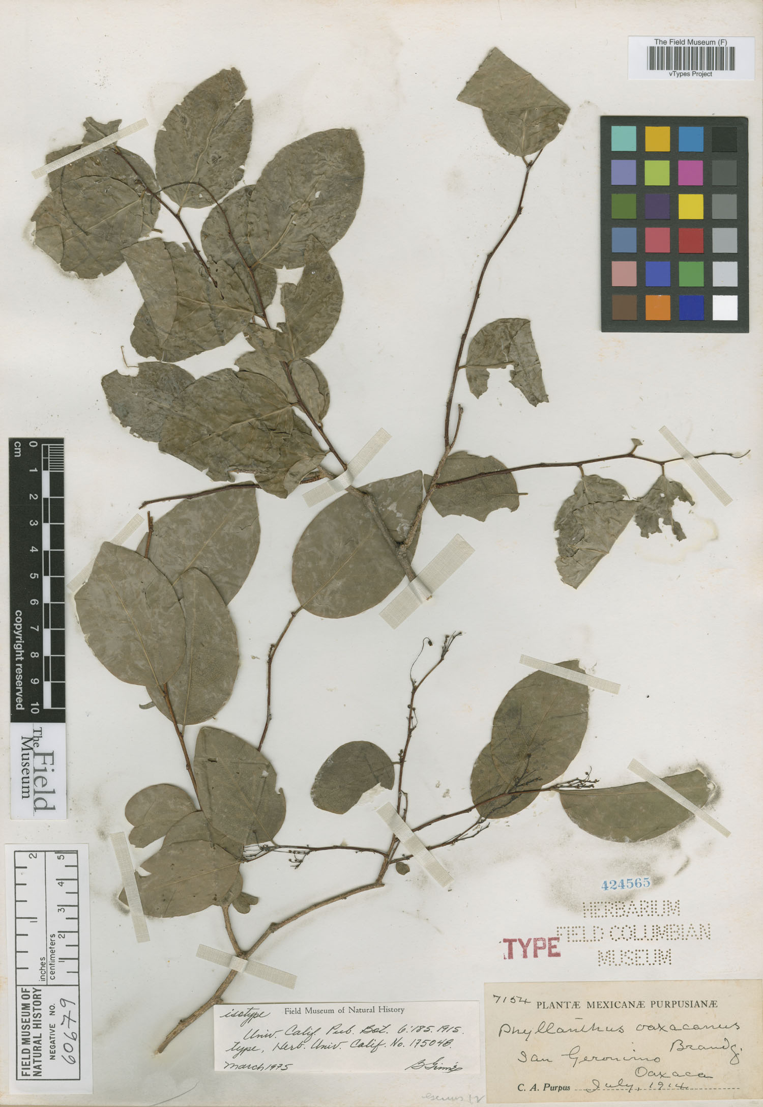 Phyllanthus oaxacanus image