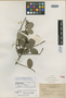 Phyllanthus excisus image