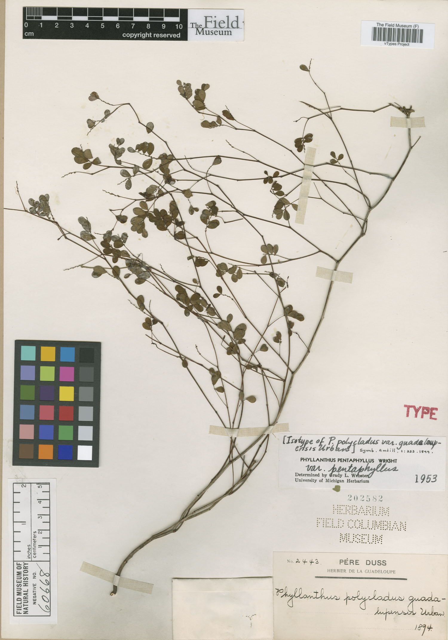 Phyllanthus pentaphyllus subsp. polycladus image