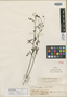 Phyllanthus guianensis Klotzsch, GUYANA, Schomburgk 529, Isotype, F