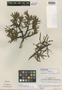 Phyllanthus minutifolius Jabl., VENEZUELA, B. Maguire 27648, Isotype, F