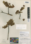 Phyllanthus paraqueensis Jabl., VENEZUELA, B. Maguire 27519, Isotype, F