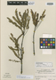 Phyllanthus subapicalis Jabl., VENEZUELA, B. Maguire 27549, Isotype, F