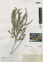 Phyllanthus greenei Elmer, PHILIPPINES, A. D. E. Elmer 12399, Isotype, F
