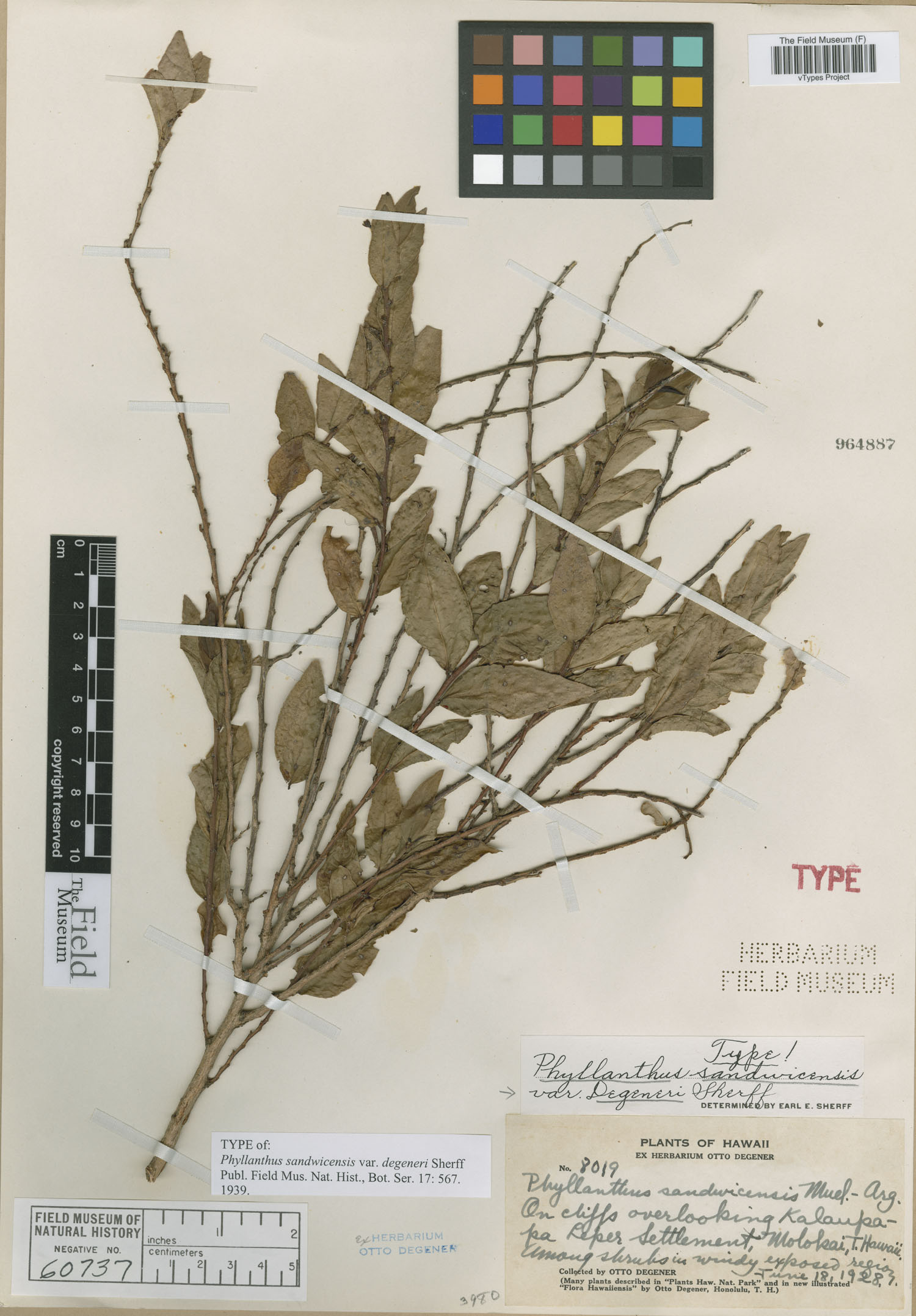Phyllanthus sandwicensis var. degeneri image