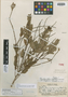 Phyllanthus sandwicensis image