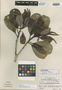 Senefelderopsis sipapoensis Jabl., VENEZUELA, B. Maguire 27544, Isotype, F