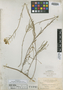 Cheiranthus suffrutescens image