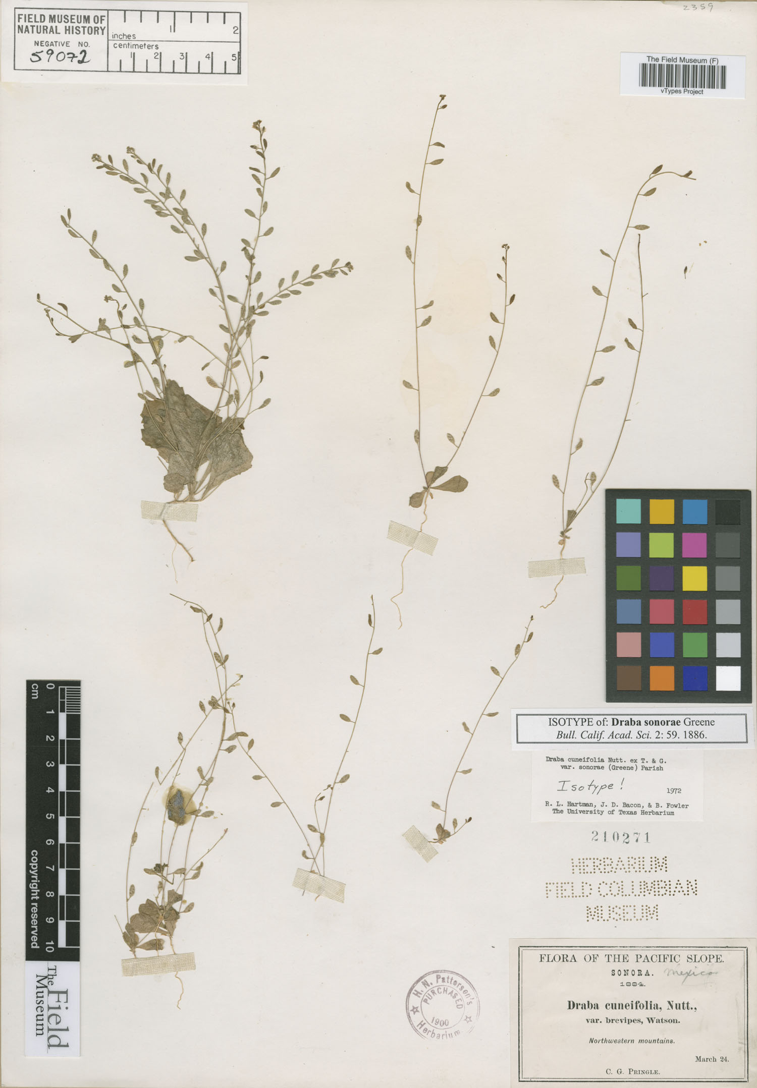 Draba cuneifolia var. sonorae image