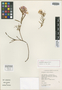 Heliophila rimicola Marais, South Africa, E. E. Esterhuysen 26800, Isotype, F