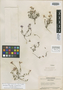 Hemilophia franchetii Al-Shehbaz, China, J. F. Rock 24993, Isotype, F