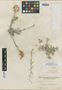 Physaria peninsularis image