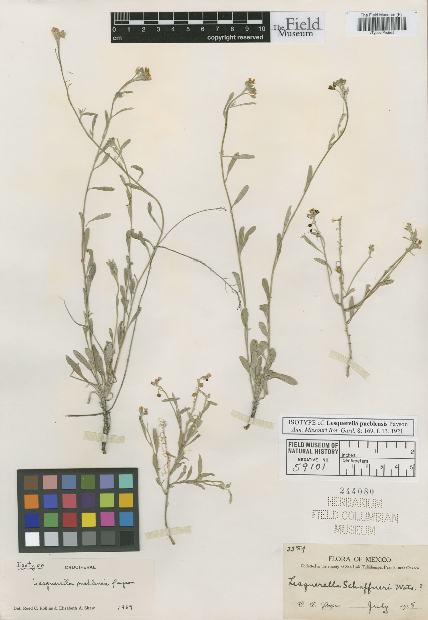 Physaria pueblensis image
