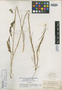 Microsisymbrium lasiophyllum var. dasycarpum image