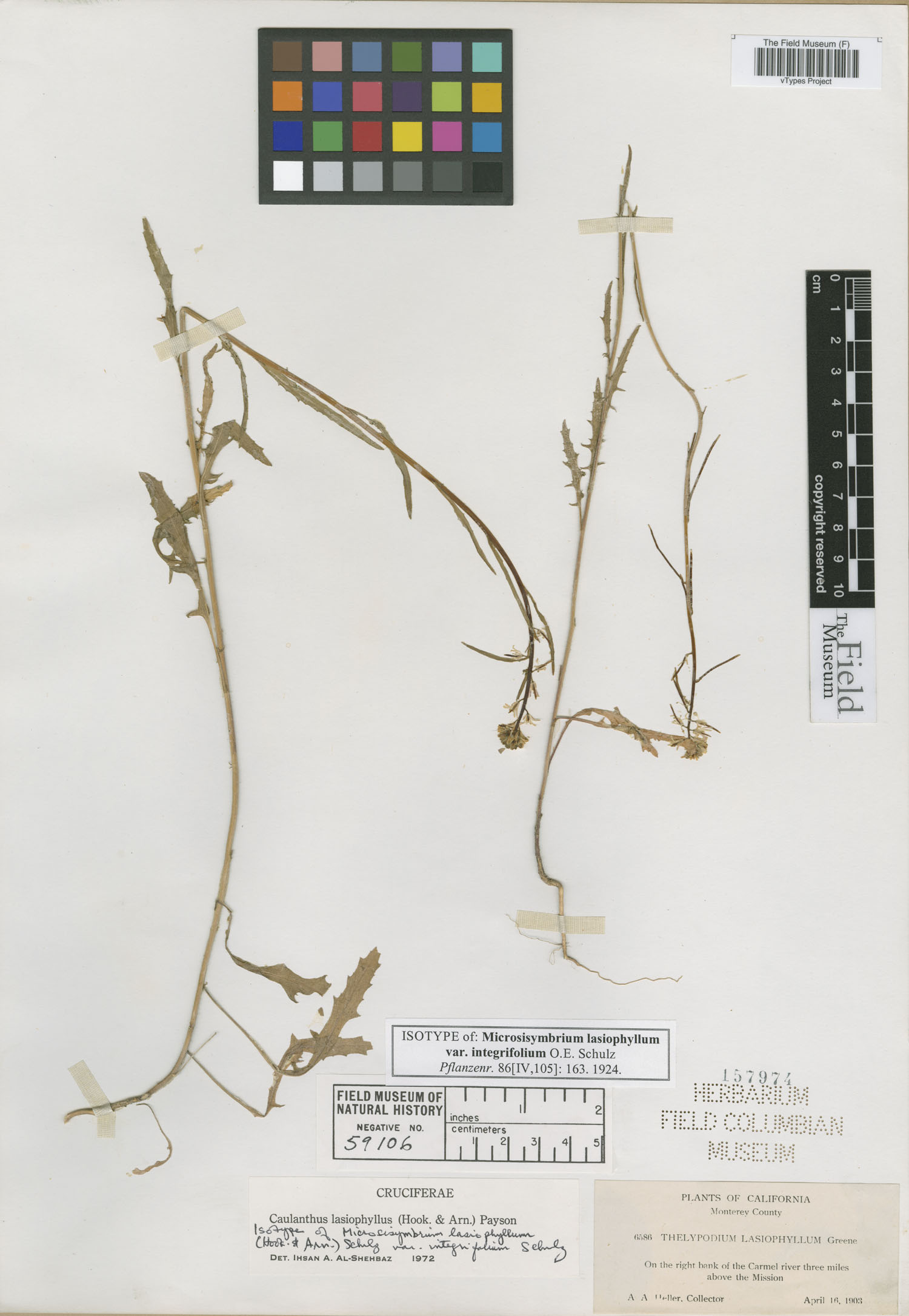 Microsisymbrium lasiophyllum var. integrifolium image