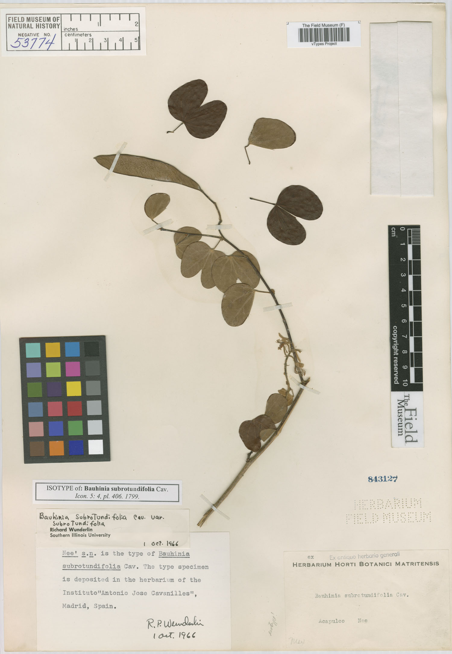 Bauhinia subrotundifolia image