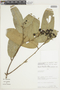 Eschweilera albiflora (DC.) Miers, PERU, F