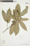 Eschweilera albiflora (DC.) Miers, PERU, F
