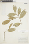 Eschweilera albiflora (DC.) Miers, Brazil, B. A. Krukoff 4848, F