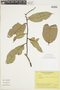Eschweilera coriacea (A. DC.) Mart. ex O. Berg, COLOMBIA, F