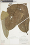 Eschweilera gigantea (R. Knuth) J. F. Macbr., Ecuador, D. Irvine 546, F