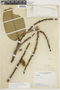 Eschweilera gigantea (R. Knuth) J. F. Macbr., COLOMBIA, F