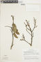 Eschweilera iquitosensis R. Knuth, PERU, F